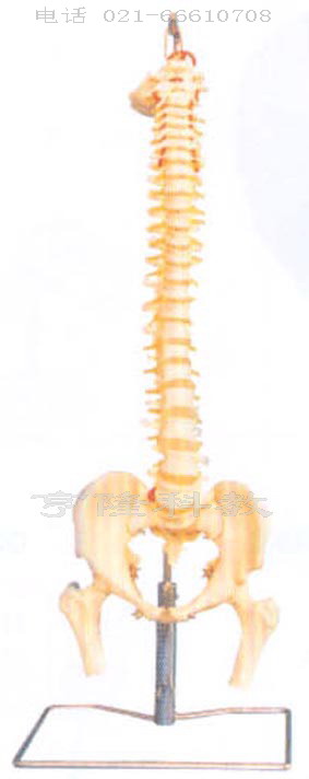 解剖医学模型|脊柱、骨盆与股骨头模型