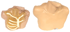 临床技能模型|中心静脉穿刺插管模型