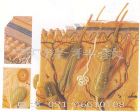 胚胎学模型｜皮肤组织结构放大模型