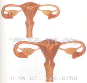 医学教学模型｜卵子受精过程放大模型