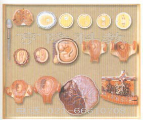 人体医学模型｜受精与早期胚胎发育过程模型