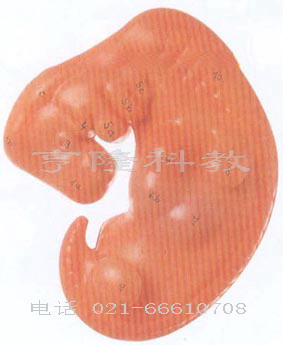 组织胚胎模型｜胚胎放大模型