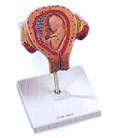 人体医学模型｜三个月胚胎模型