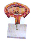 组织胚胎学模型｜四个月胚胎模型