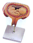 人体医学教学模型｜六个月胎儿模型