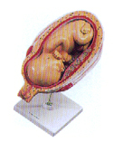 医学模型｜七个月胎儿模型