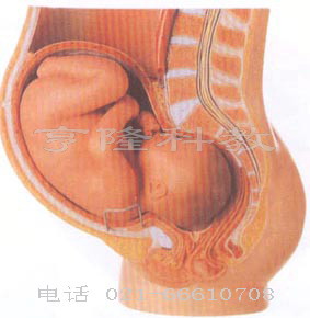 医学胚胎模型｜骨盆含妊娠九个月胎儿模型