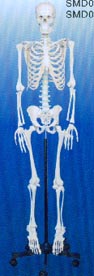 医学解剖模型｜男性全身骨骼模型