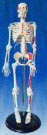 医学培训模型｜人体骨骼附肌肉起止点着色模型
