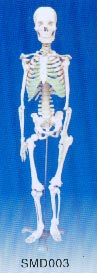 解剖教学模型｜人体骨骼模型
