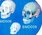 人体解剖模型｜学生用头颅骨模型