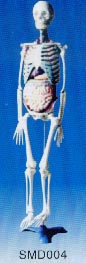 解剖教学模型｜人体骨骼与内脏关系模型