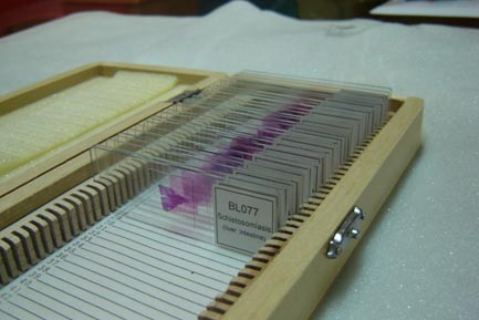 教学切片|医学切片|医学教学标本切片|医学教学切片|病理学教学切片