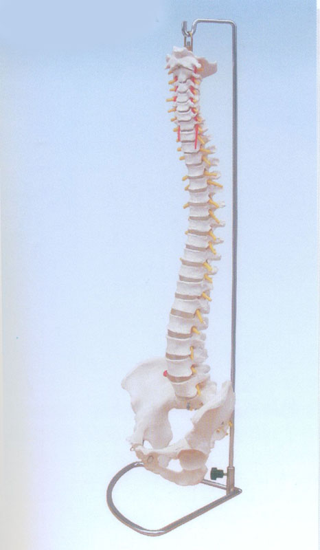 自然大脊椎模型
