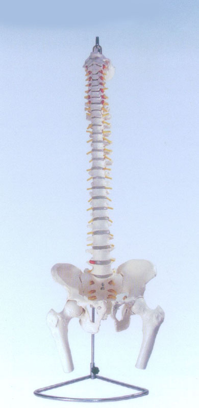 自然大脊椎附骨盆、半腿骨模型