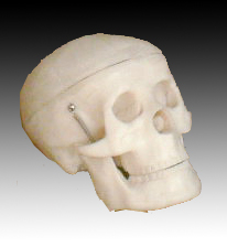 小型头骨模型