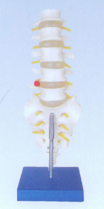 自然大腰椎带尾椎骨模型