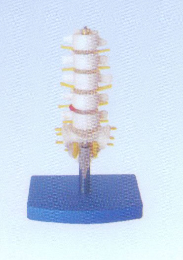 小型腰椎带尾椎骨模型