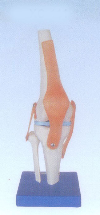 自然大膝关节模型