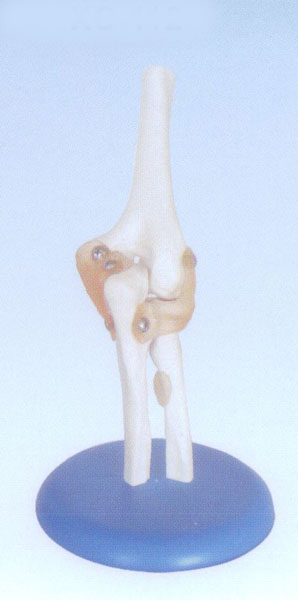 自然大肘关节模型