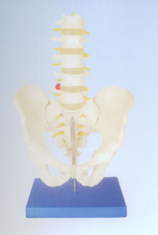 自然大骨盆带五节腰椎模型