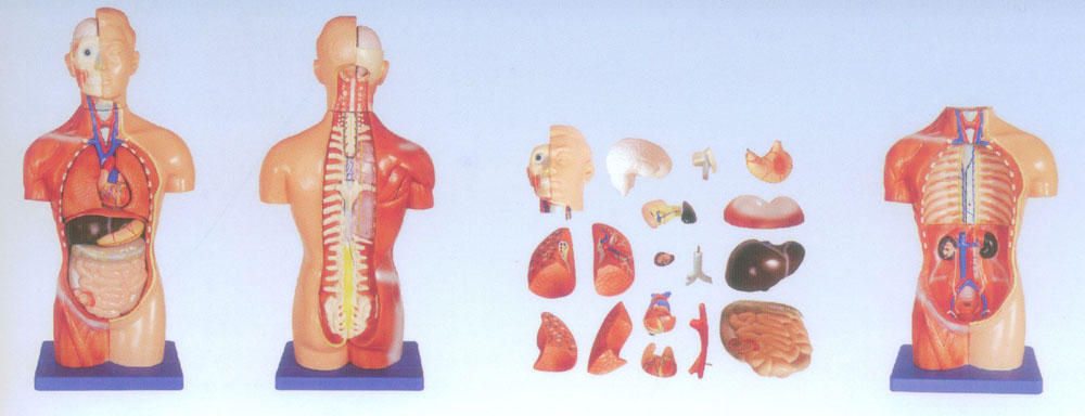 42CM无性躯干模型18件