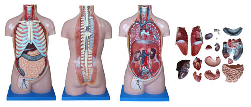 70CM无性躯干模型17件