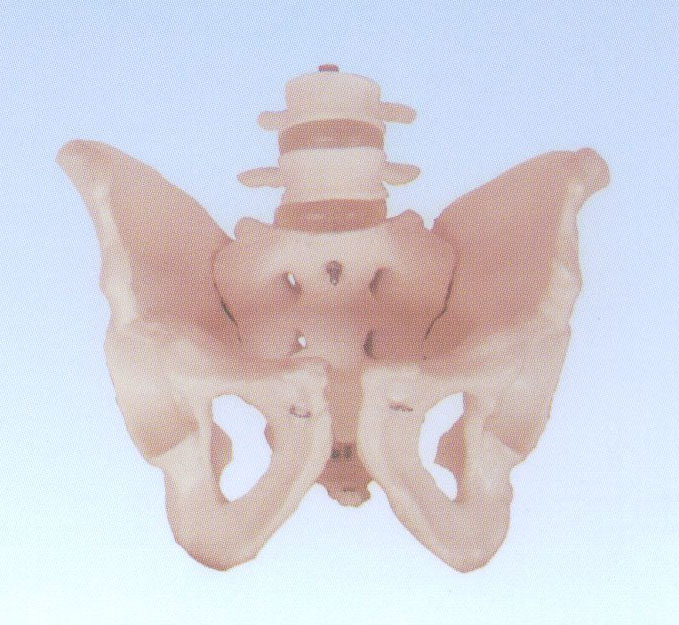 自然大骨盆带二节腰椎模型