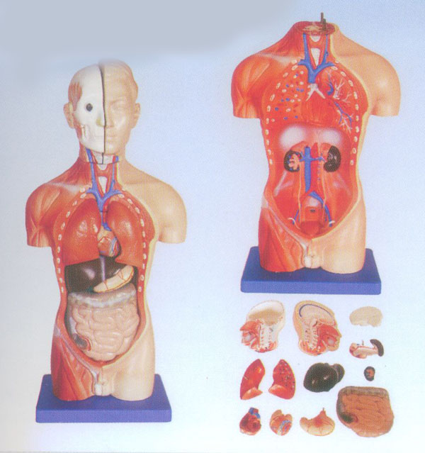 42CM男性躯干模型13件
