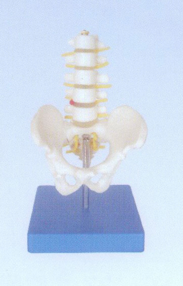 小型骨盆带五节腰椎模型