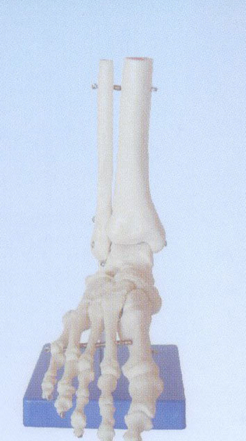 自然大脚关节模型