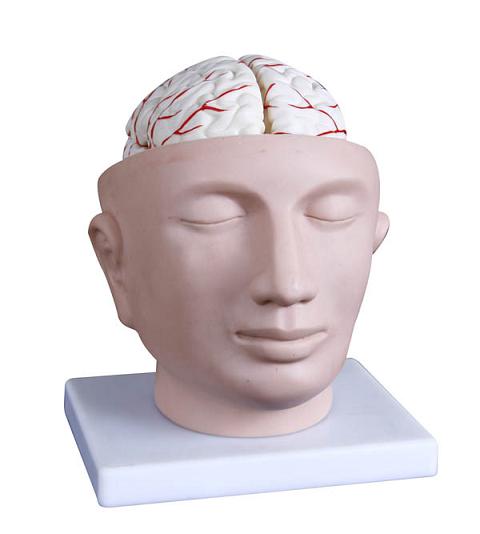 头部附脑动脉模型