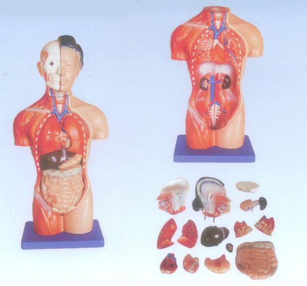 42CM女性躯干模型15件