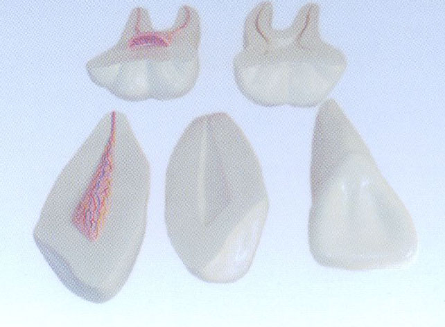 牙解剖模型