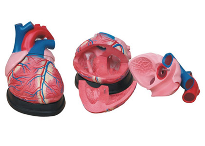 大心脏解剖模型