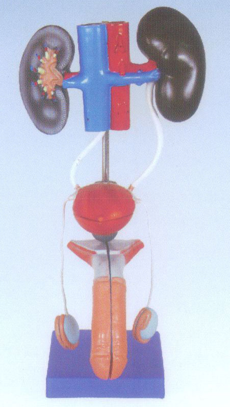 男性泌尿生殖系统解剖模型