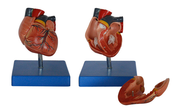新型自然大心脏解剖模型