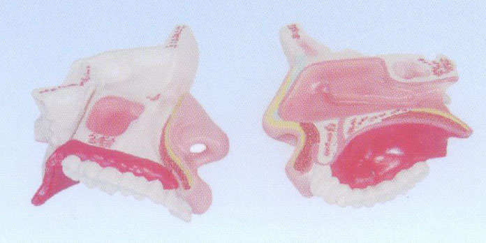 鼻腔解剖模型