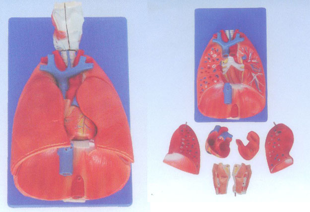 喉、心、肺模型