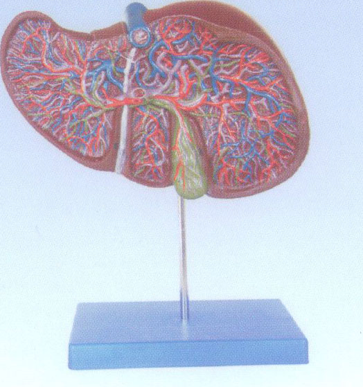 肝解剖模型