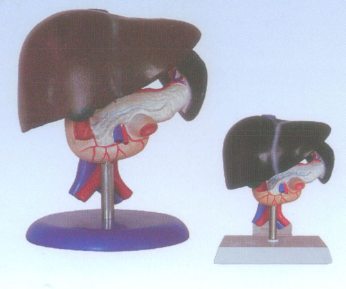 肝胰十二指肠模型