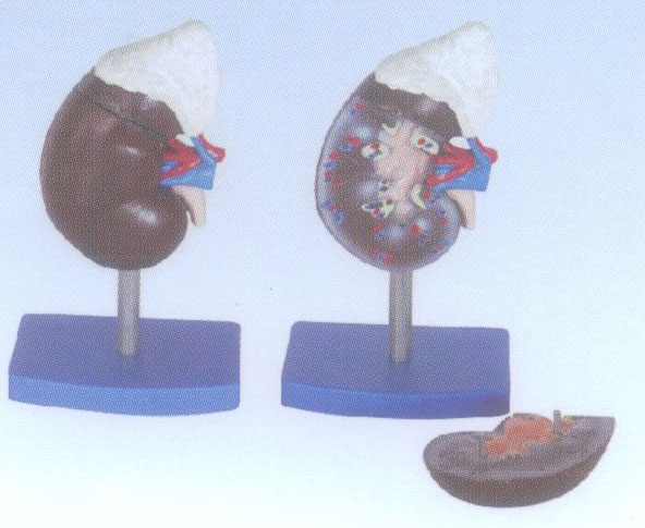 肾解剖附肾上腺模型