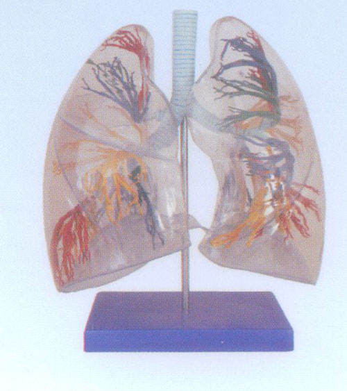 透明肺段