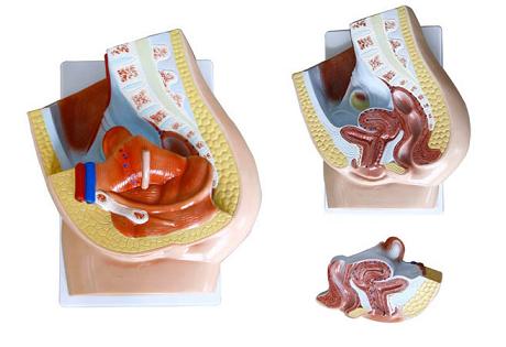 女性矢状解剖（2件）