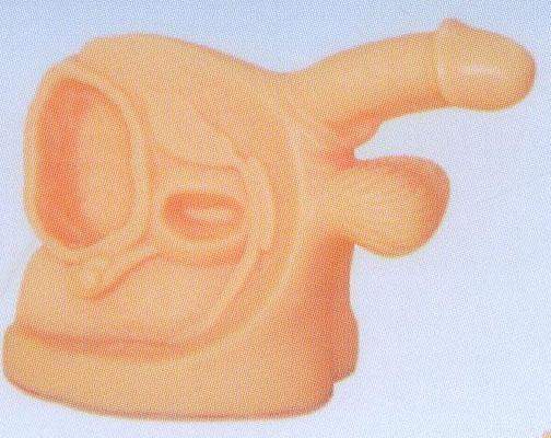 高级男性内外生殖器模型