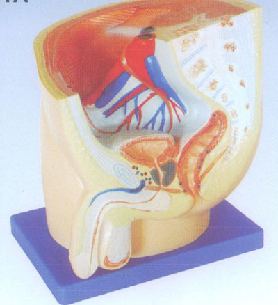 男性矢状解剖1件