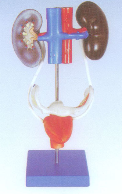 女性泌尿生殖系统解剖模型