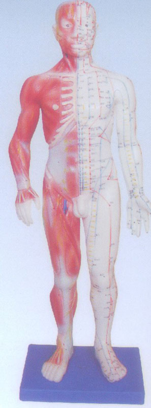 60CM男性针灸模型(带肌肉解剖)