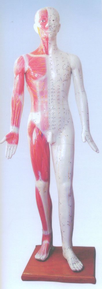 人体针灸模型178CM