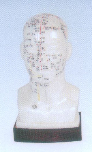 头针灸模型20CM